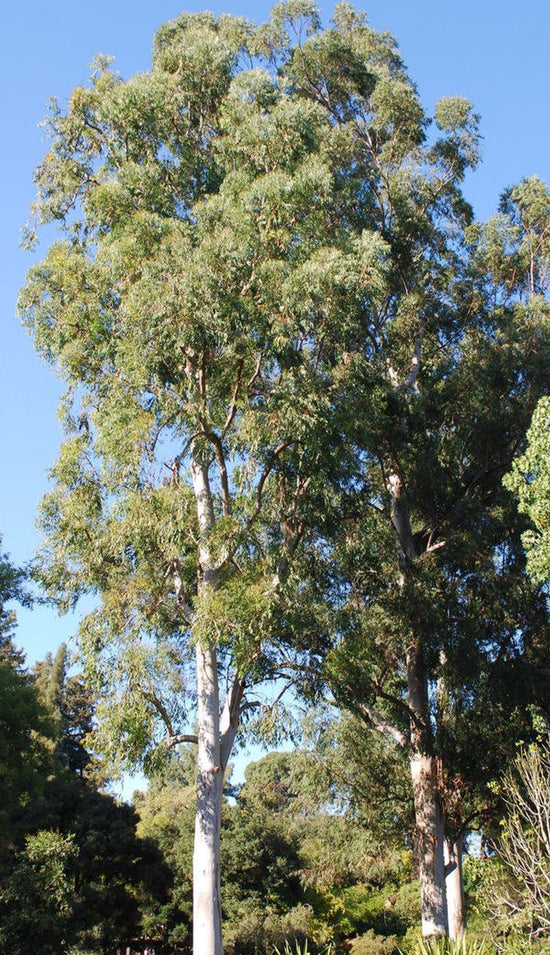 Eucalyptus saligna ★ BLUE GUM