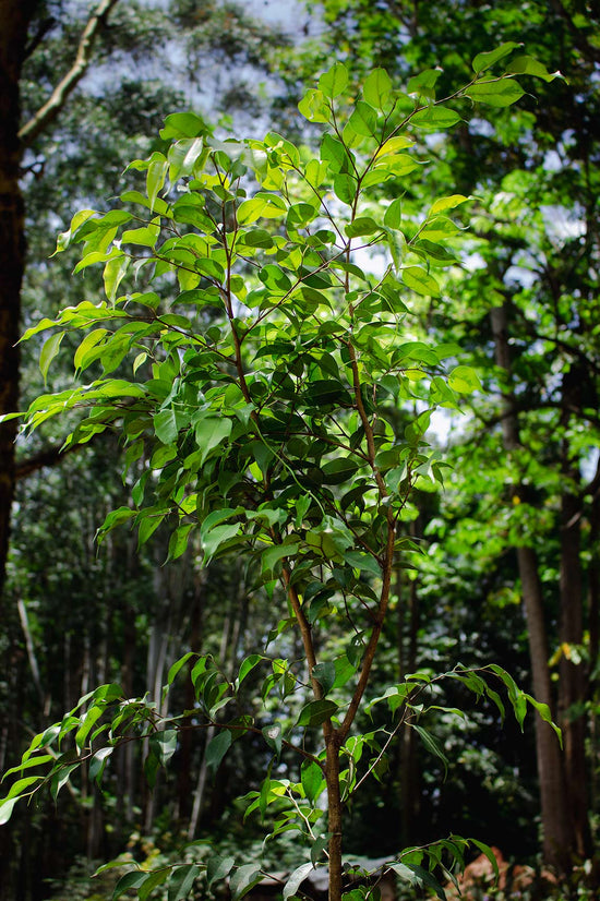 Ficus benjamina ★ WEEPING FIG