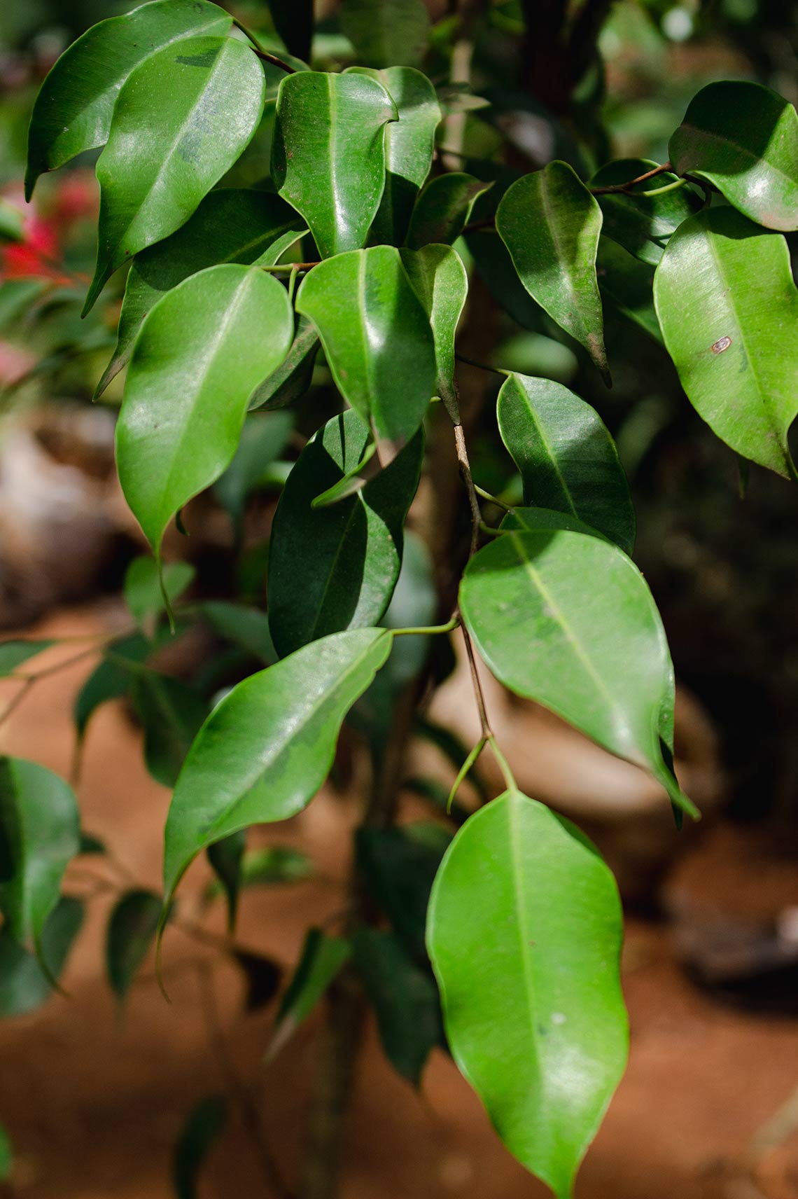 Ficus benjamina ★ WEEPING FIG