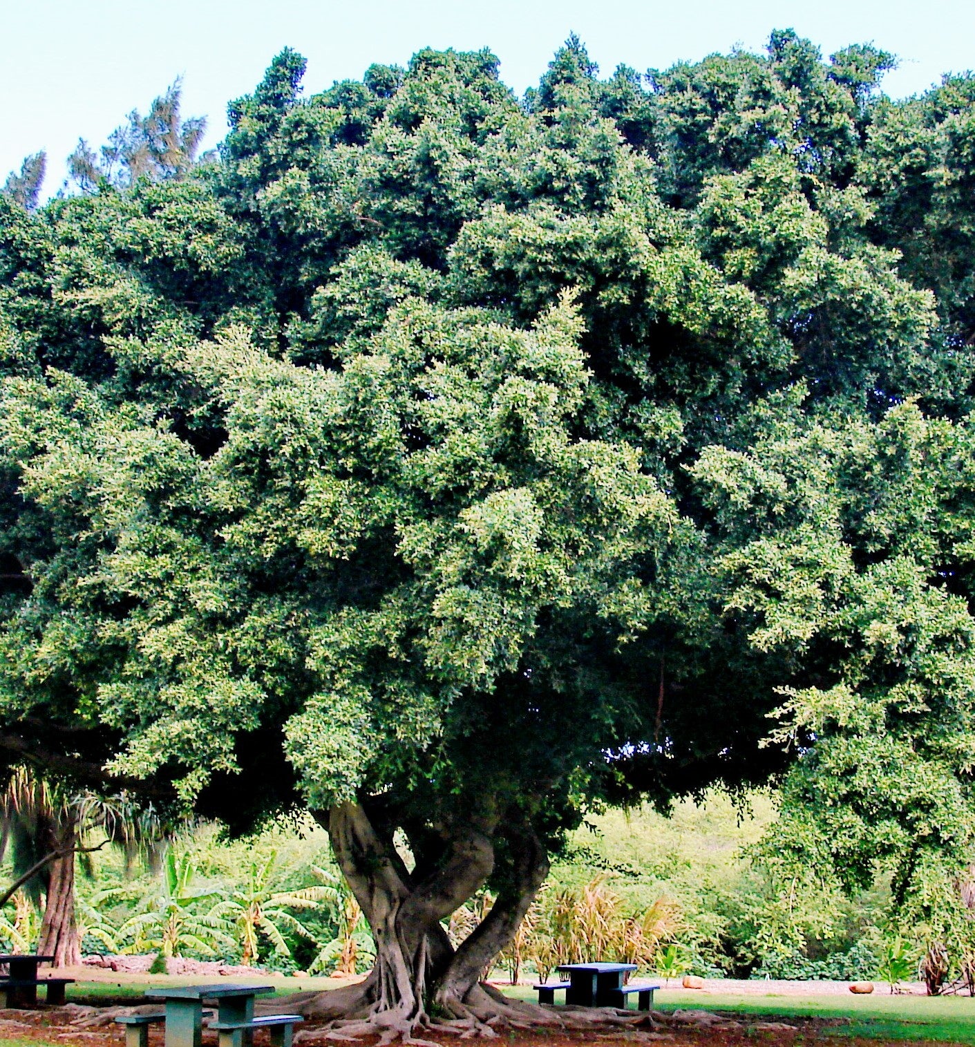 Ficus benjamina ★ WEEPING FIG