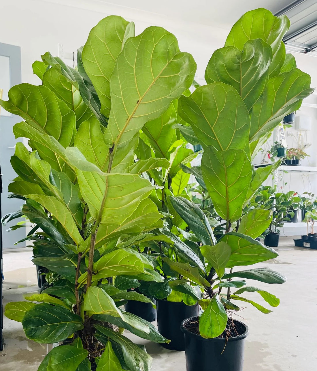 Ficus lyrata ★ FIDDLE LEAF FIG