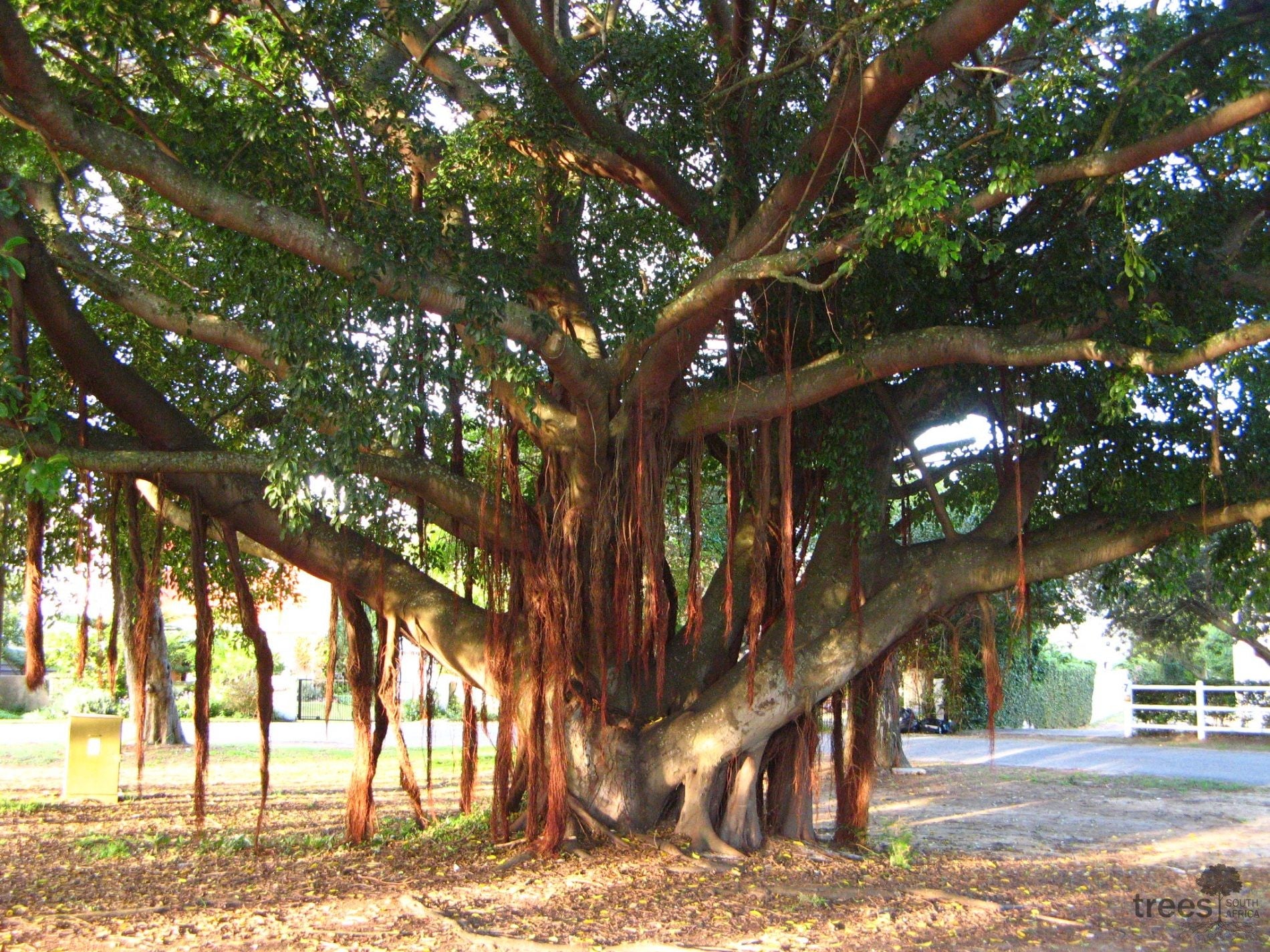 Muwonde Tree Ficus thoningii ★ MUGUMO – Plantitude Kenya