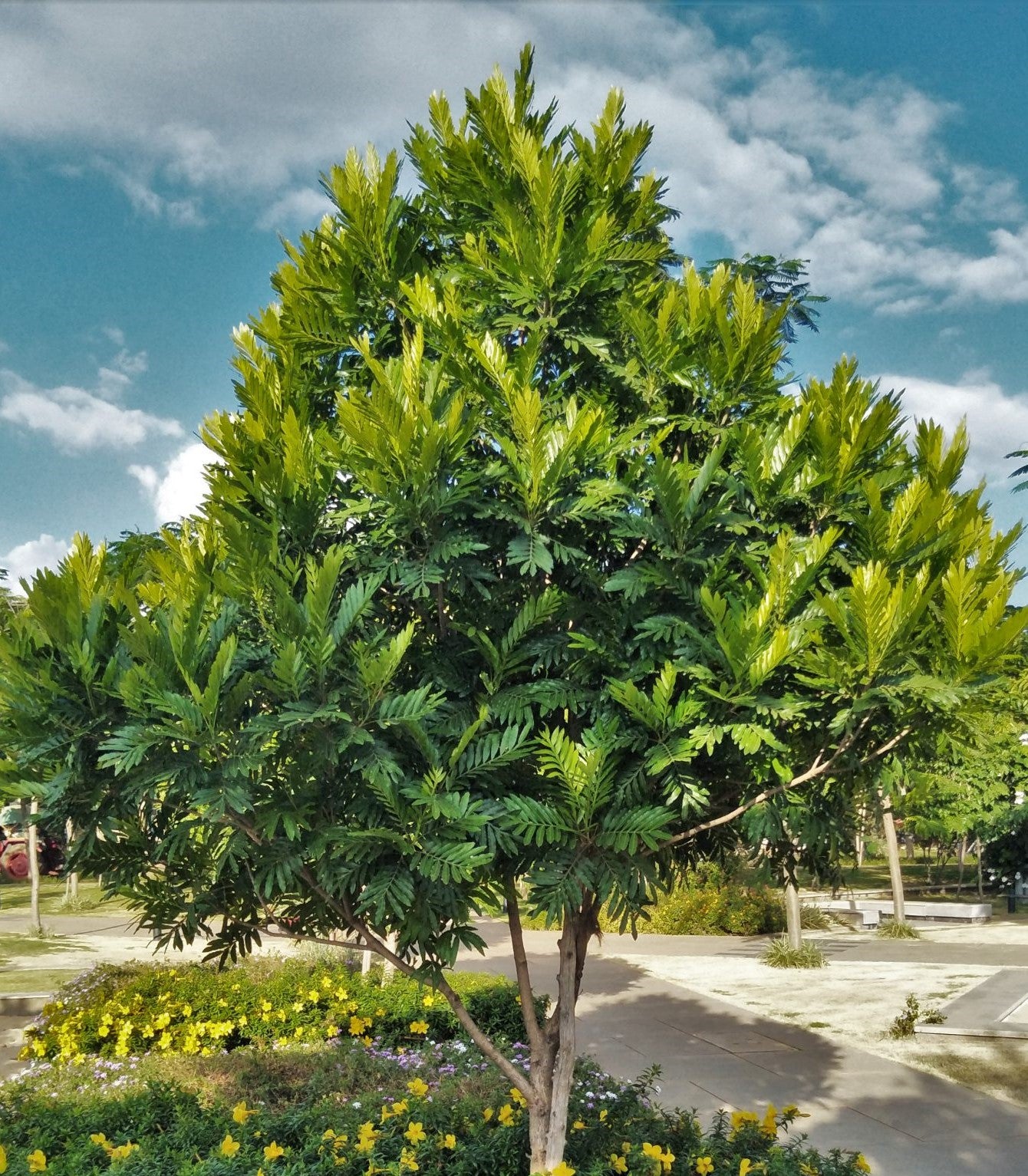 Filicium decipiens ★ THIKA PALM – Plantitude Kenya