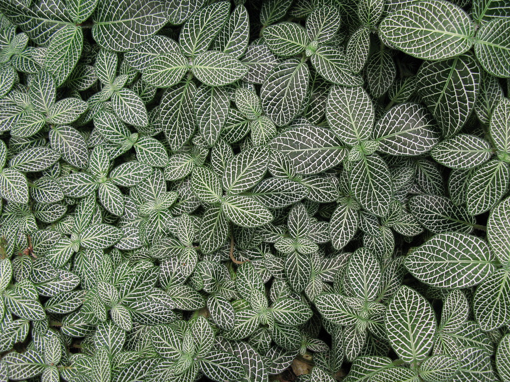 Fittonia verschaffeltii ★ NERVE PLANT