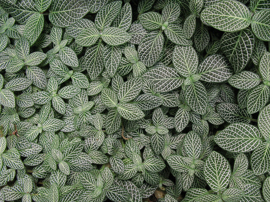 Fittonia verschaffeltii ★ NERVE PLANT