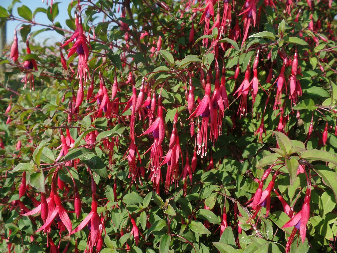 Fuchsia magellanica ★ FUSCHIA