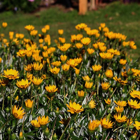 Gazania splendens ★ GAZANIA