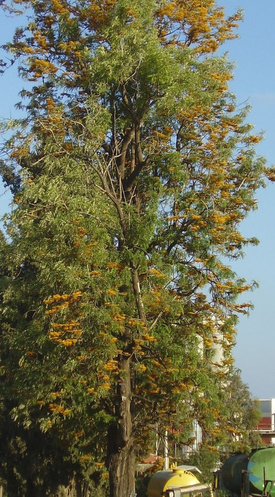 Grevillea robusta ★ SILVER OAK