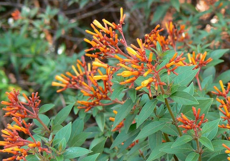 Firebush Hamelia patens ★ FIREBUSH – Plantitude Kenya