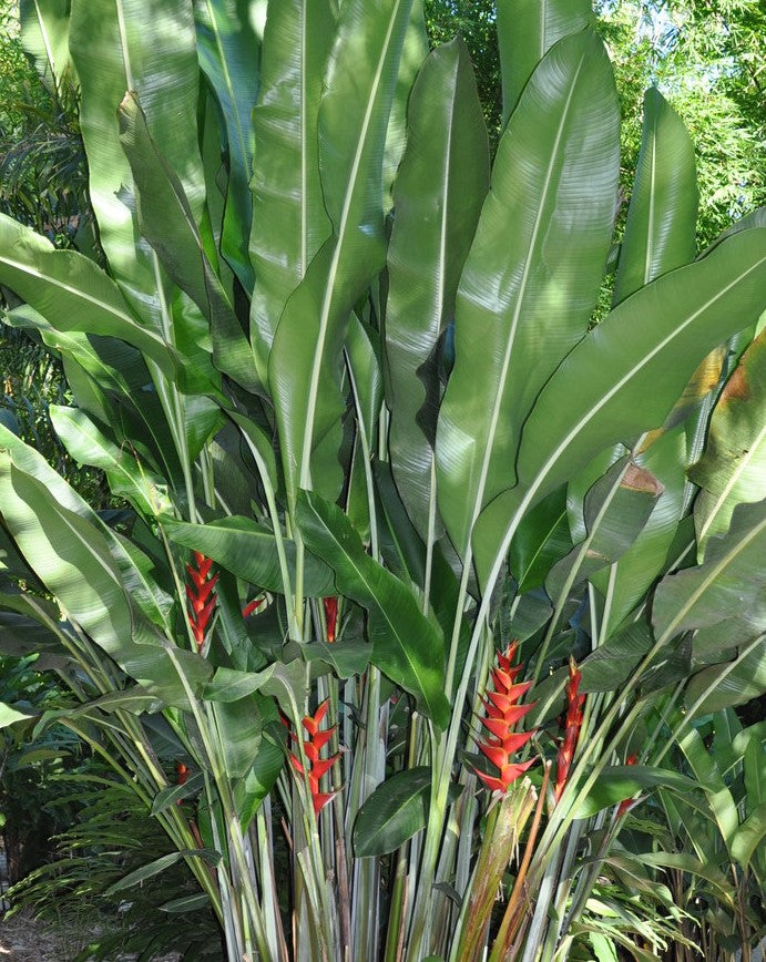 Heliconia caribaea ★ HELICONIA
