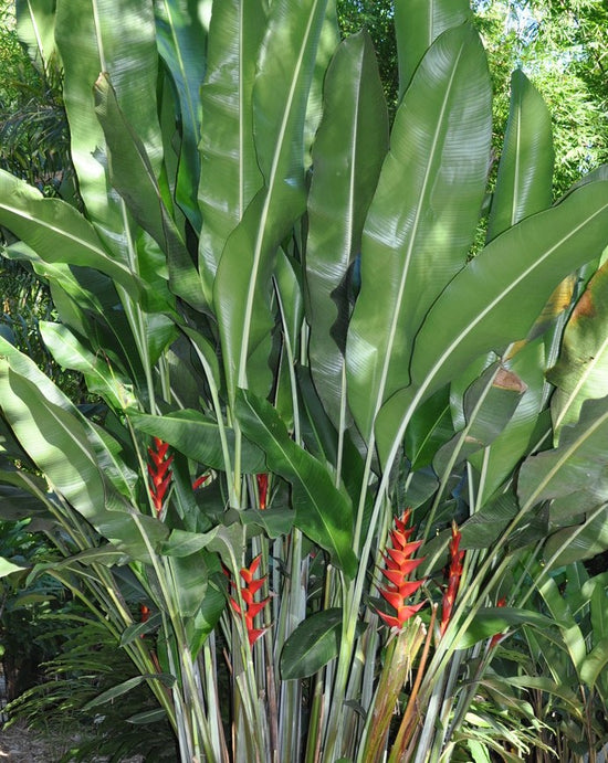 Heliconia caribaea ★ HELICONIA