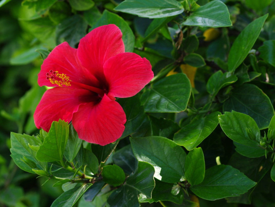Hibiscus rosa-sinensis ★ HIBISCUS