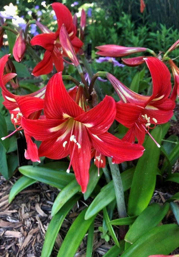 Hippeastrum vittatum ★ AMARYLLIS