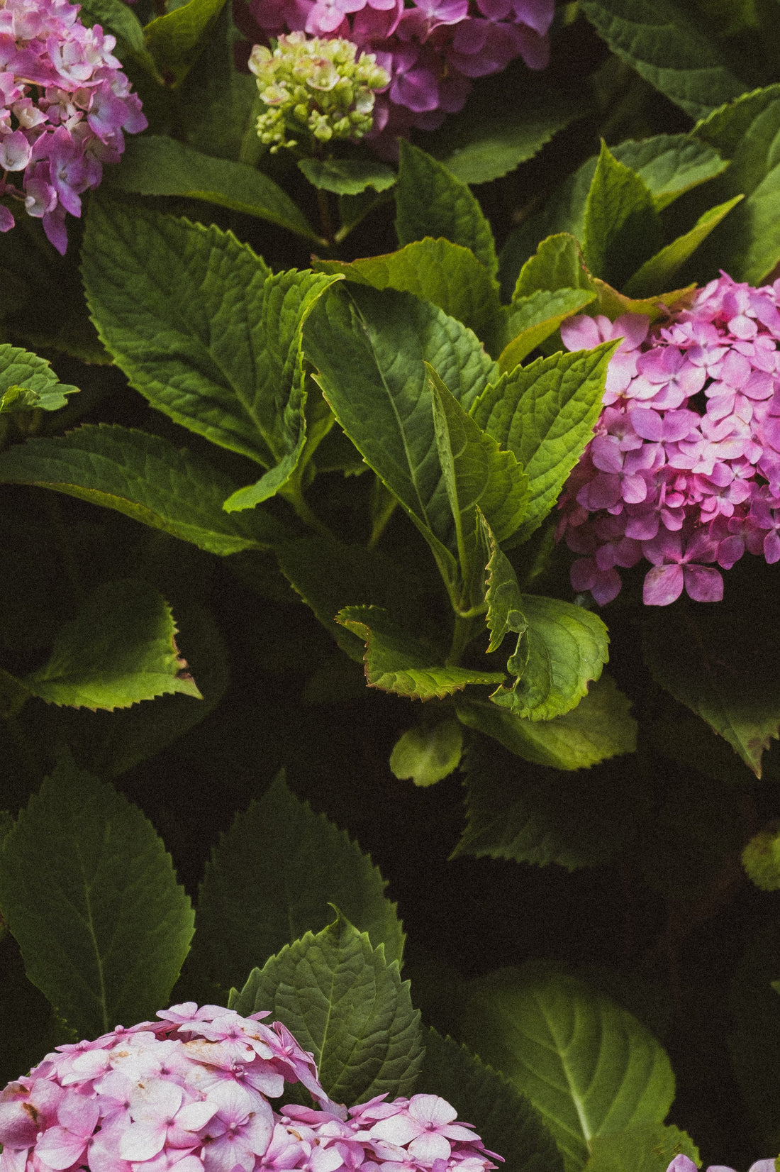 Hydrangea arborescens ★ HYDRANGEA