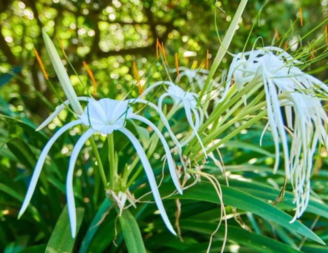 Hymenocallis caribaea ★ SPIDER LILY