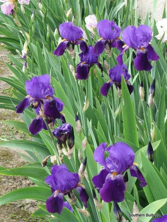 Iris germanica ★ BEARDED IRIS