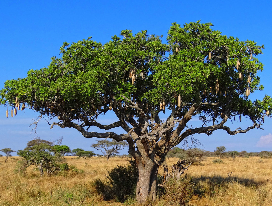 Kigelia africana ★ SAUSAGE TREE