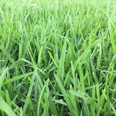 Pennisetum clandestinum ★ KIKUYU GRASS
