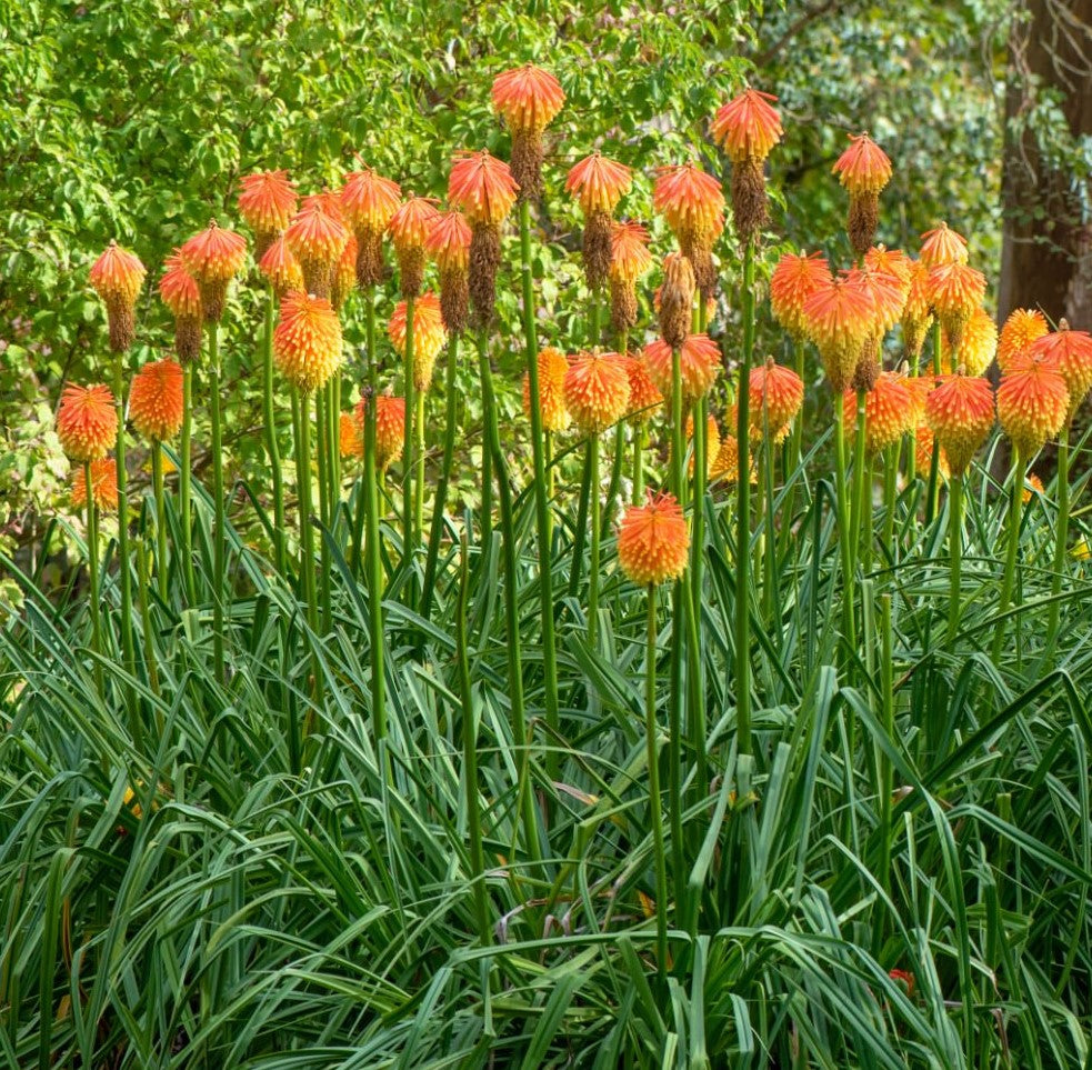 Kniphofia uvaria sales
