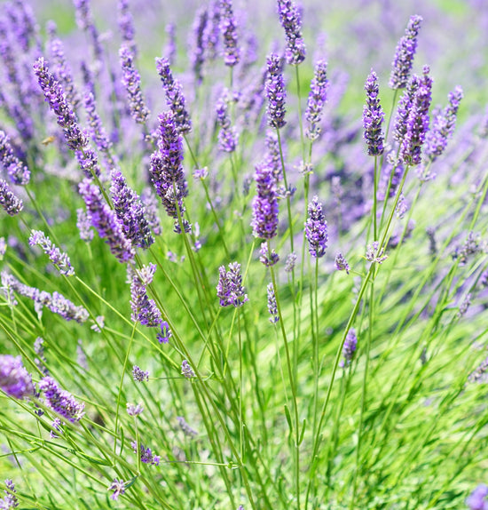 Lavandula angustifolia ★ LAVENDER