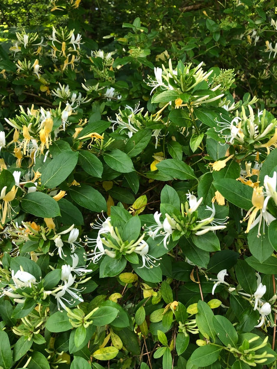 Lonicera periclymenum ★ HONEYSUCKLE