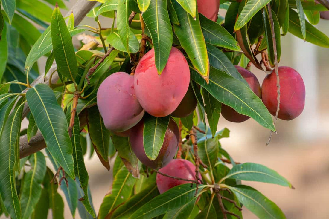 Mangifera indica ★ GRAFTED MANGO