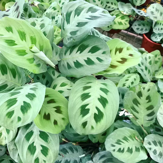 Maranta leuconeura ★ TEN COMMANDMENTS