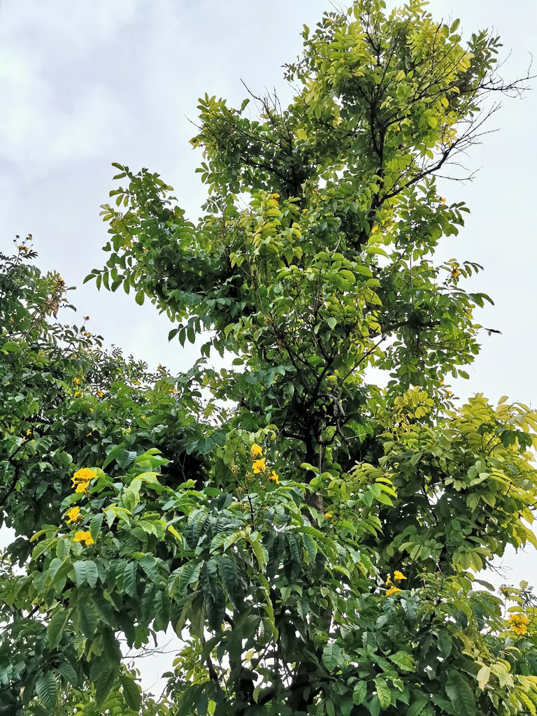 Markhamia lutea ★ NILE TULIP