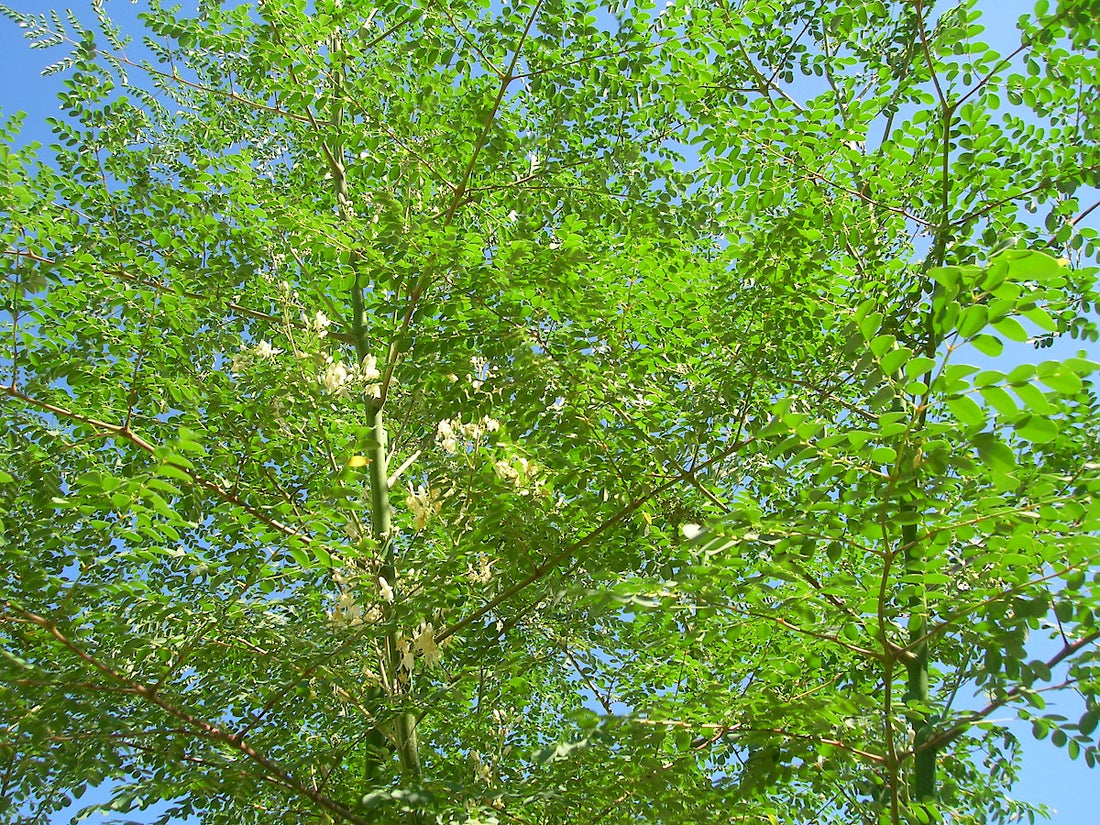 Moringa oleifera ★ MORINGA