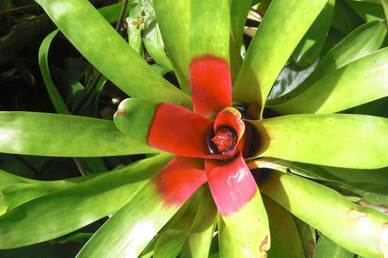 Neoregelia carolinae ★ BLUSHING BROMELIAD