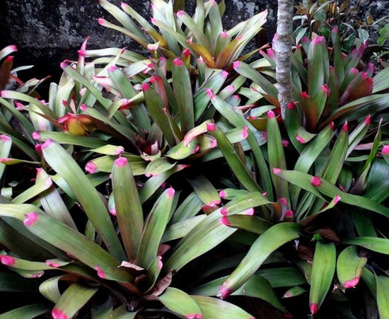 Neoregelia spectabilis ★ PAINTED FINGERNAIL