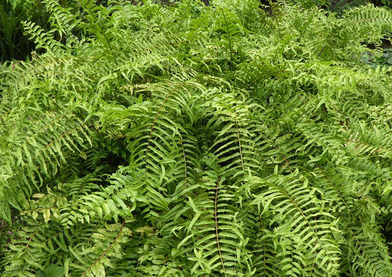 Nephrolepis biseratta ★ GIANT SWORD FERN