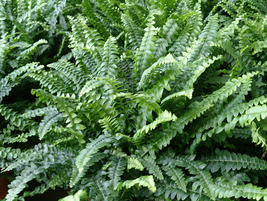 Nephrolepis exaltata ★ SWORD FERN