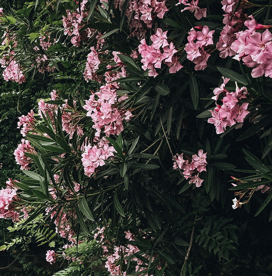 Nerium oleander ★ OLEANDER