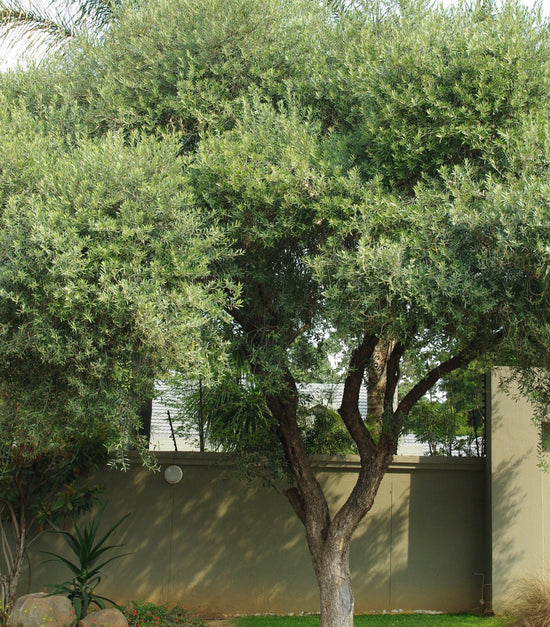 Olea africana ★ AFRICAN OLIVE