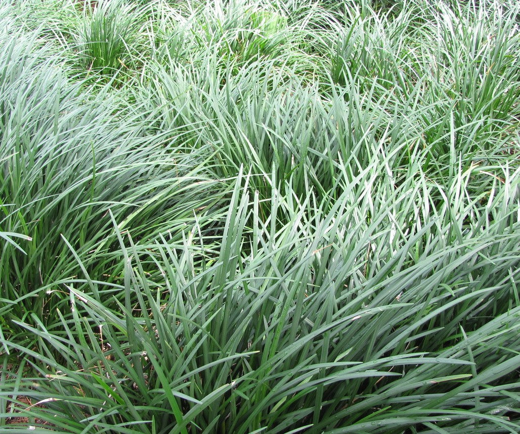 Ophiopogon japonicus ★ MONDO GRASS