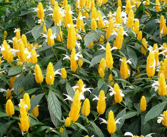 Pachystachys lutea ★ LOLLIPOP PLANT