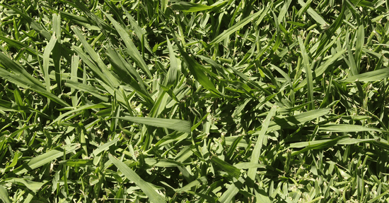 Paspalum notatum ★ BAHIA GRASS