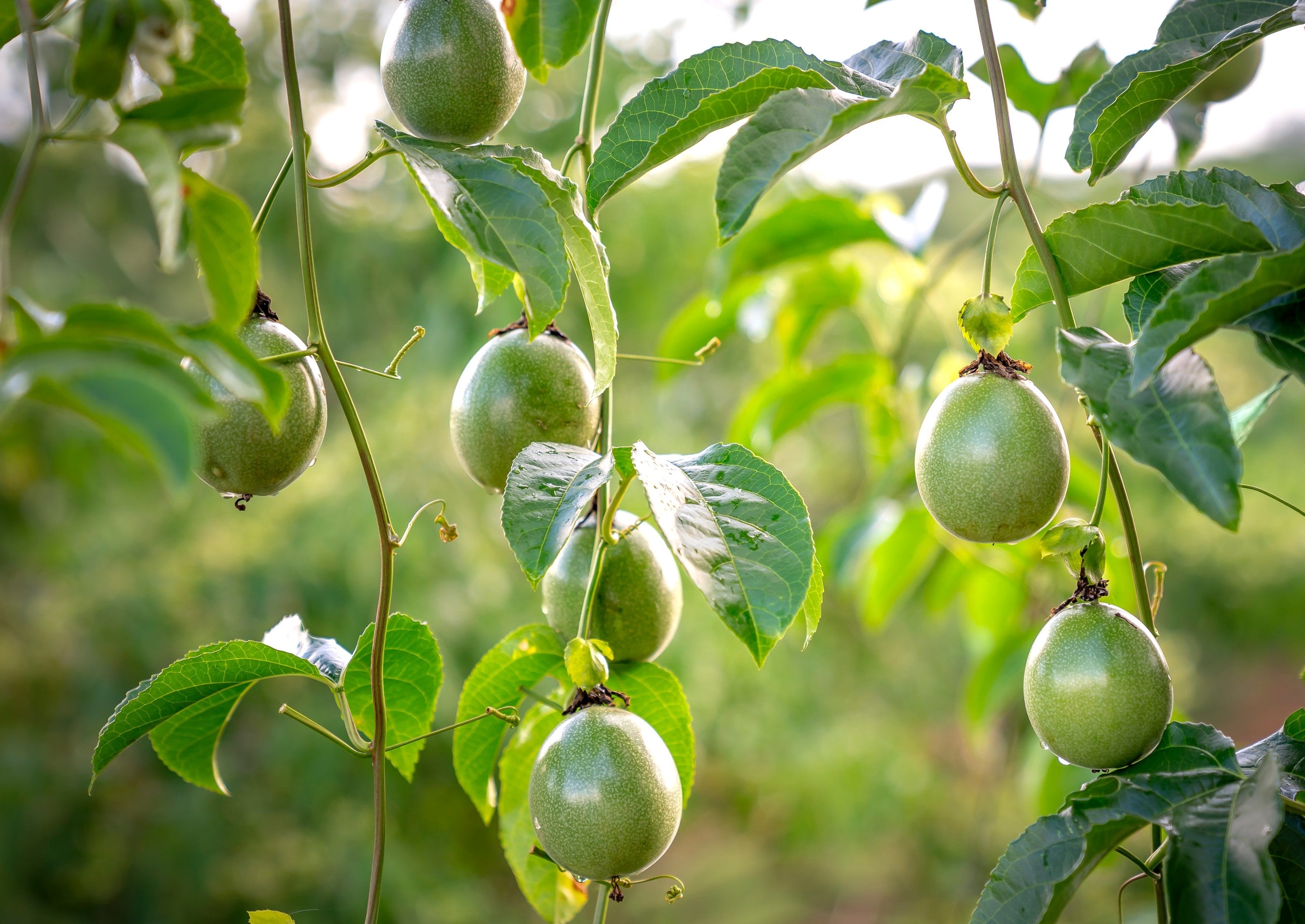 thumbnail image 2 of Live Edible Plant: Purple Passion Fruit 'Frederick' - Passiflora Edulis Frederick Vine 2 of 4