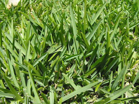 Stenotaphrum secundatum  ★ PEMBA GRASS