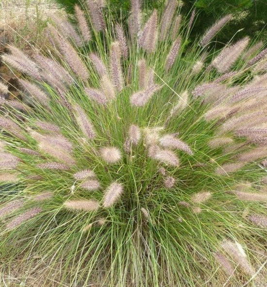Pennisetum setaceus ★ FOUNTAIN GRASS