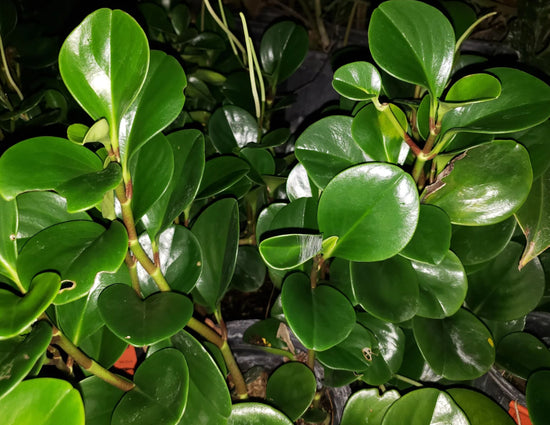 Peperomia obtusifolia ★ BABY RUBBER PLANT