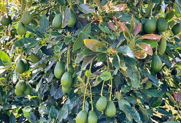 Persea americana ★ GRAFTED HASS AVOCADO