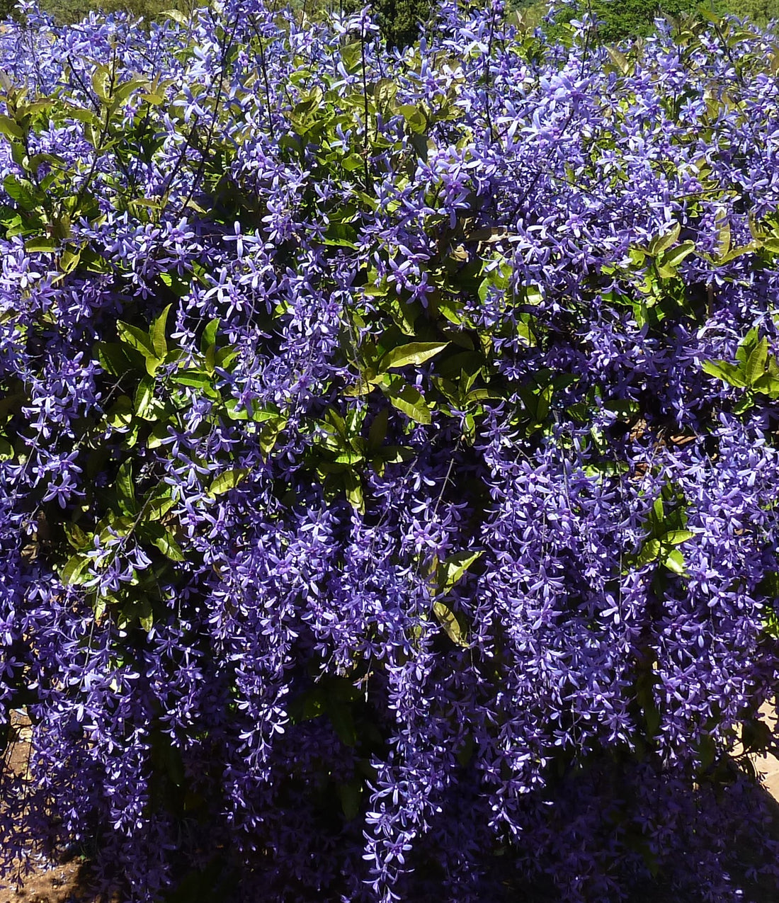Petrea volubilis ★ PURPLE WREATH