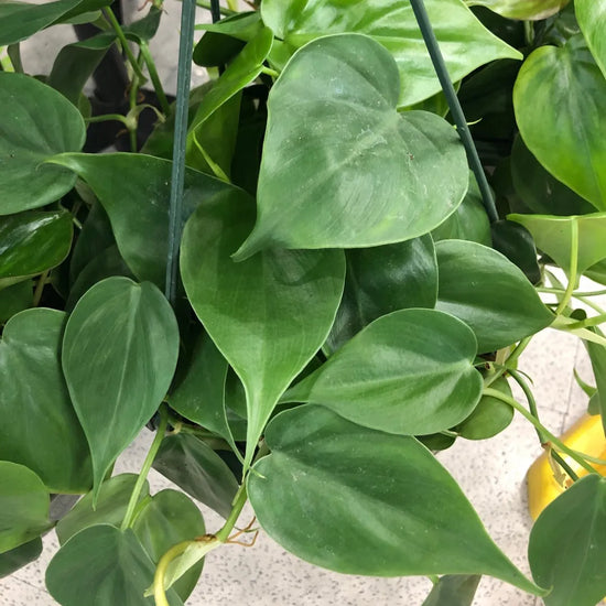 Philodendron hederaceum ★ HEARTLEAF PHILODENDRON