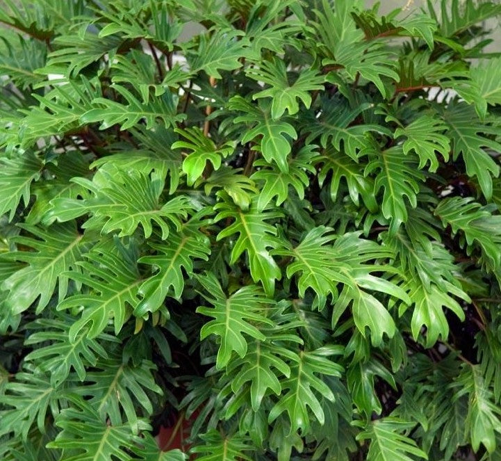 Philodendron xanadu ★ XANADU