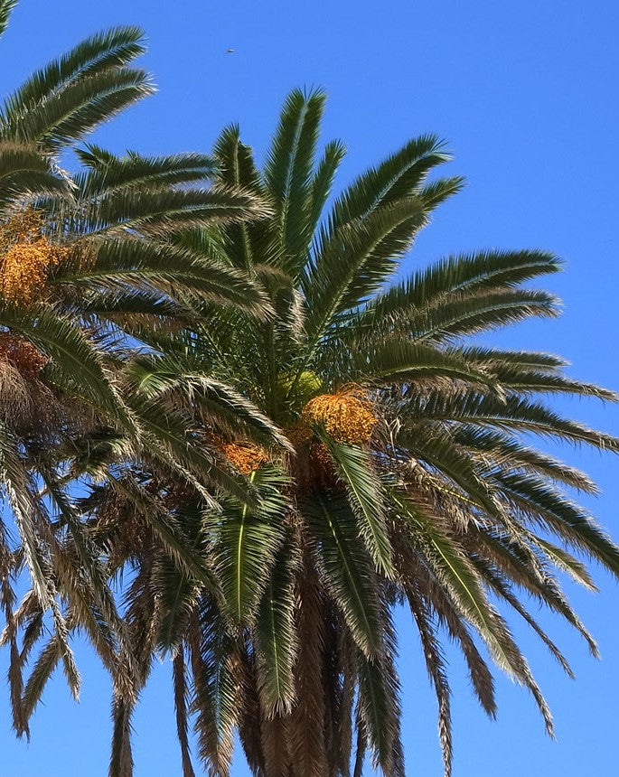Phoenix canariensis ★ CANARY DATE PALM