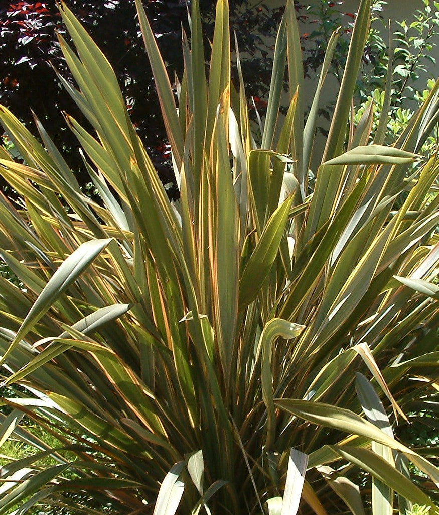 Phormium tenax ★ NEW ZEALAND FLAX