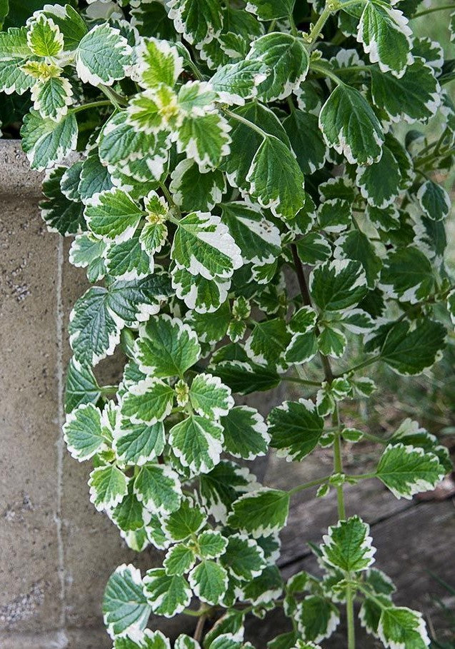 Plectranthus coleoides ★ SWEDISH IVY