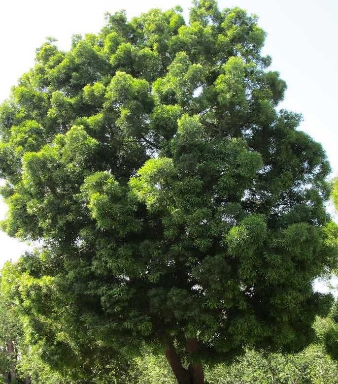 Podocarpus falcatus ★ PODO